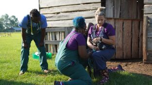 Critter fixers: Veterinarios rurales: Una cabra muy hinchada