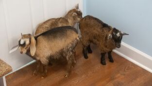 Critter fixers: Veterinarios rurales: Las tres cabramigas