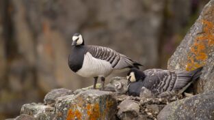 Perdedores y salvajes: Unos padres terribles