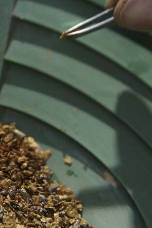 La fiebre del oro: Lingotes de oro y avemarías