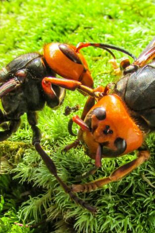 Los avispones asesinos de Asia