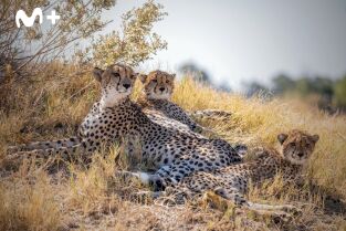 Felinos noche y día: Se avecinan cambios