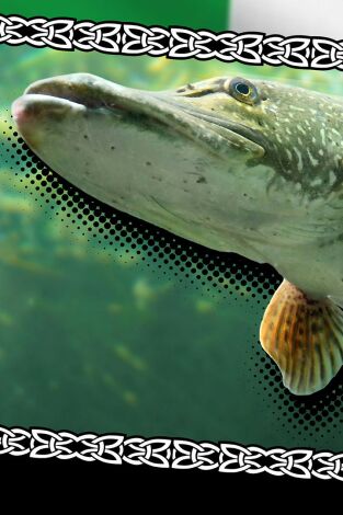 Wild pike Ireland #2