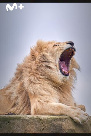 One Zoo Three: Zoo europeo