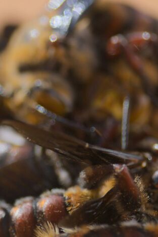 Los secretos de las abejas: La colmena