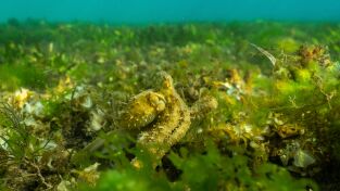 Los secretos de los pulpos: Seres sociales