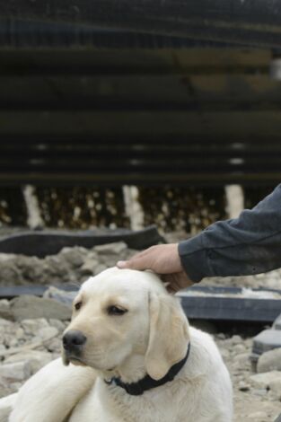 La fiebre del oro: Aviones, grúas y concesiones vírgenes