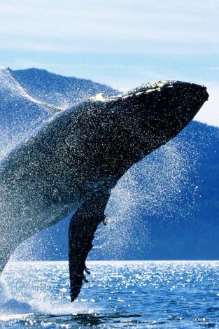 Vida animal: En busca de la ballena azul