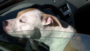 El increíble doctor Pol: Un pequeño caos