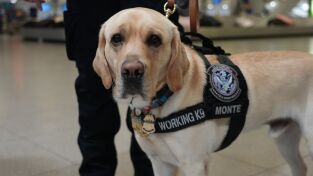 Control de aeropuertos: USA: Autopista de alto calibre
