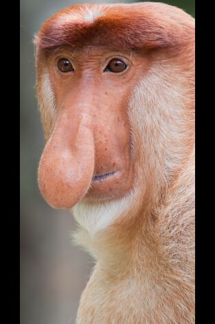 Los secretos naturales de Asia: Los más extraños de la naturaleza