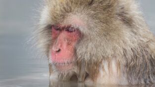 Los secretos naturales de Asia: Supervivientes de montaña