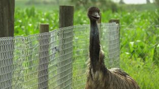 El increíble doctor Pol: ¿Qué pasa con la oveja?