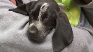 El increíble doctor Pol: Nacimientos, viento y fuego