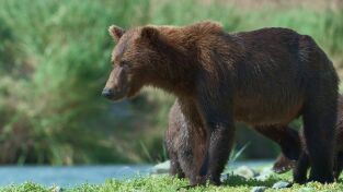 Reinas del mundo salvaje: Las reinas de la costa
