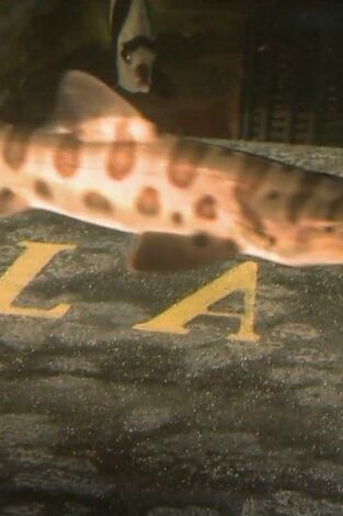 Acuarios XXL: Lo que todo hombre desea