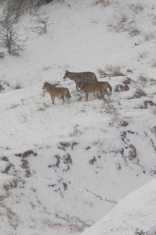 Animales desde dentro