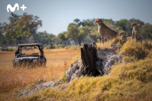 Felinos noche y día: La reunión