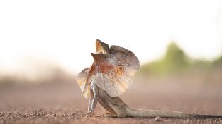 Superviviente por naturaleza: Supervivientes en la sabana