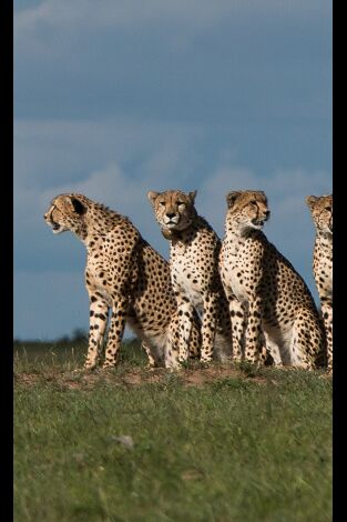 El linaje de los depredadores: La hermandad