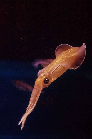 Tentáculos otoñales