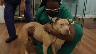 Critter fixers: Veterinarios rurales: Desbordados