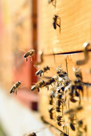 Así se hace: Muestras de testigos
