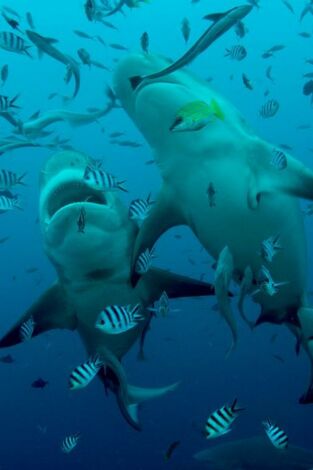 La Gran Barrera de Coral: tesoro vivo: Las islas