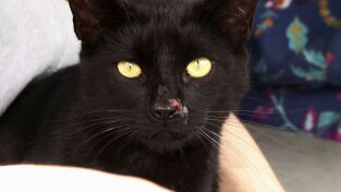 El increíble doctor Pol: El Beagle hizo ¡Pop!