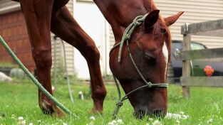 El increíble doctor Pol: Tres veterinarios y un bebé