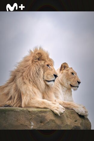 One Zoo Three: Parejas perfectas