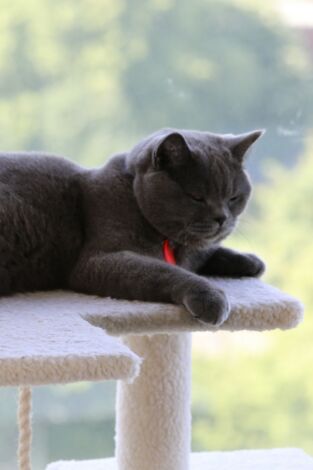 Animales: amigos increíbles: Compañeros inseparables