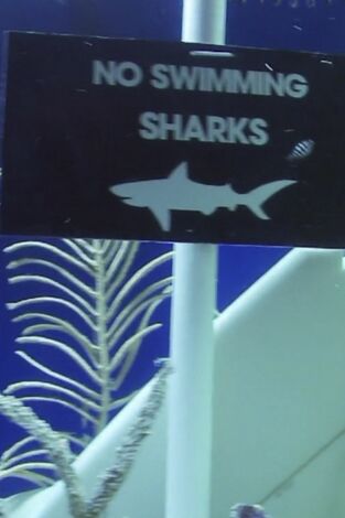 Acuarios XXL: Trucos del oficio