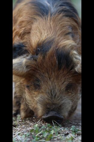 Sobrevivir en lo salvaje: Mayday de arcilla en Georgia