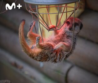 One Zoo Three: Leyendas del zoo