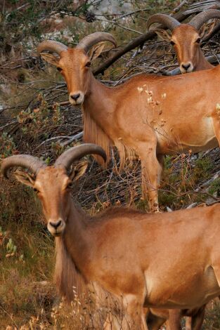El rey de la alta montaña alicantina