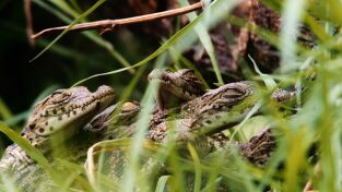 Katavi: Santuario de vida: Santuario