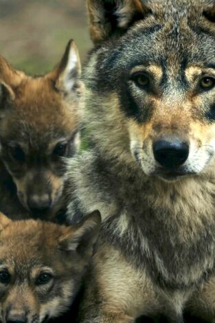 Padrazos de la naturaleza