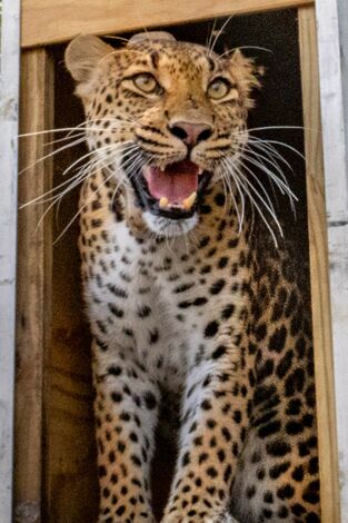 El regreso de los depredadores