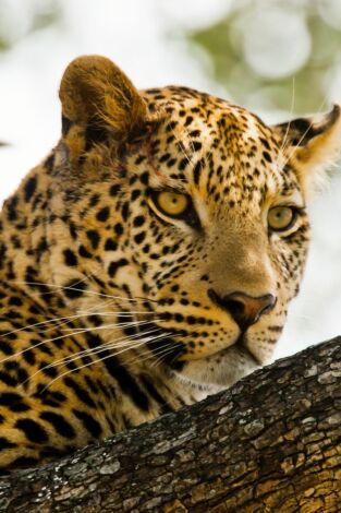 Kalahari: el desierto subterráneo de África