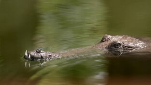 Superviviente por naturaleza: Humedales salvajes