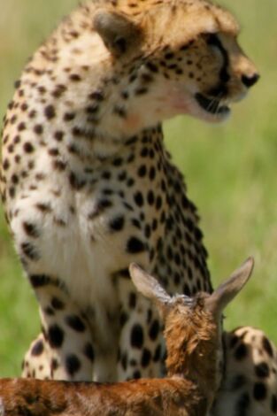 Genios salvajes de África