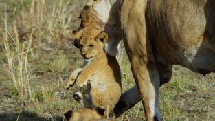 Mara: el renacer de la Sabana: El origen