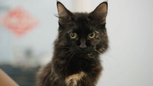 Critter fixers: Veterinarios rurales: El farol de la cabra Billy