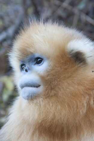 Los reinos ocultos de China: El reino de la selva secreta