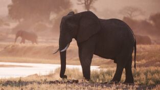 Katavi: Santuario de vida: Salvación