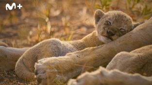 Felinos noche y día: Nuevos comienzos
