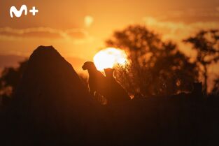 Felinos noche y día: Nueva generación