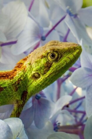 Wild India: Nilgiris