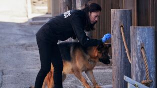 Hudson y Rex (T1): Ep.14 Un hombre importante